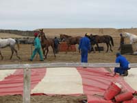 /international/2006Walvisbay/images/Stabling/thumbnails/walvis2 048.jpg